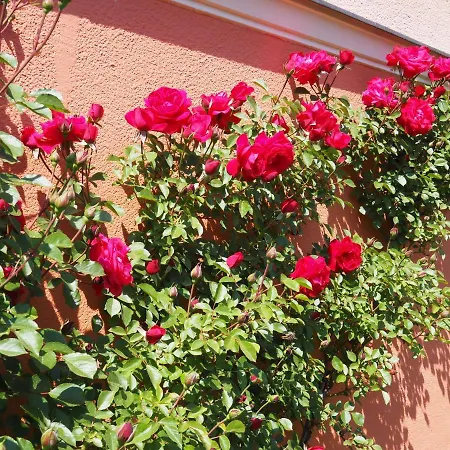 Rizzi Haus דירה *