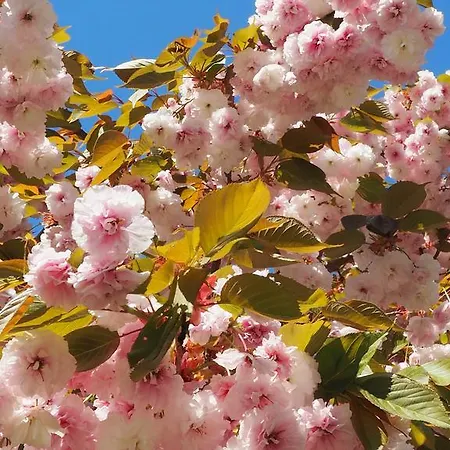 Rizzi Haus クラーゲンフルト