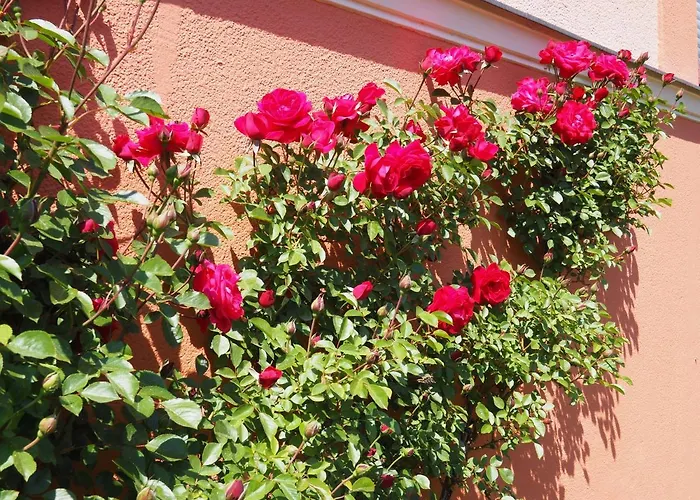 Rizzi Haus דירה *